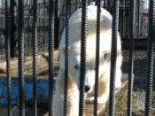 Polar bear
