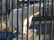 Polar bear