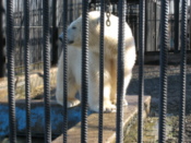 Polar bear