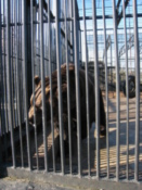 Brown bear
