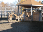 Giraffes