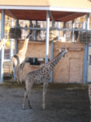 Giraffes