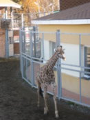 Giraffes