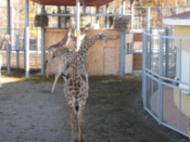 Giraffes