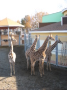 Giraffes