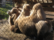 Camel