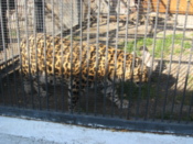Leapord