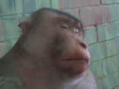 Chimp