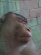 Chimp