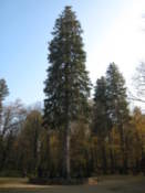 The Christmas tree - rather tall