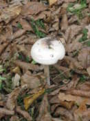 Mushroom