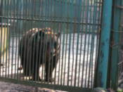 Bear - thankfully, doubly caged