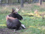 Deer