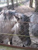 Wild horse
