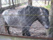 Wild horse