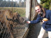 Feeding a bison