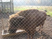 Bison