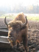 Bison