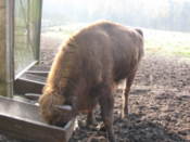 Bison