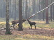 Deer