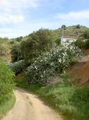 A load of cactii growing on the hillside