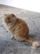 Cat at the monastery