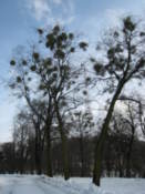 In the grounds of the High Castle park