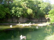 Various birds