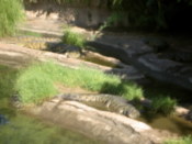 Croc