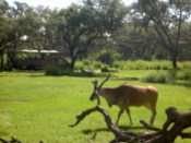 Cattle with Safari truck in the background