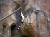 Bat