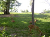 Some kind of deer, I think